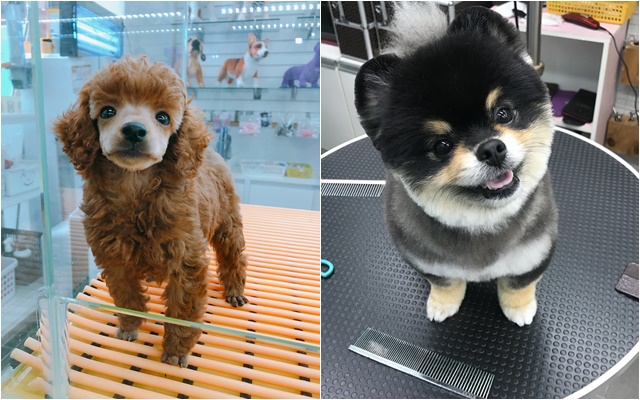 애견